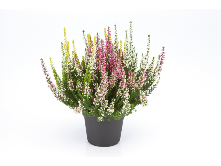 Plante de bruyère avec des fleurs roses, blanches et jaunes dans un pot noir