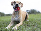 Un chien brun est allongé dans l'herbe avec un ballon rouge dans sa gueule.