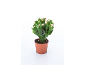 Cactus de Noël en pot marron avec des bourgeons roses.