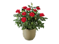 Rosier rouge en pot beige sur fond noir.