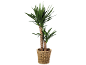 Plante de yucca dans un pot en osier.