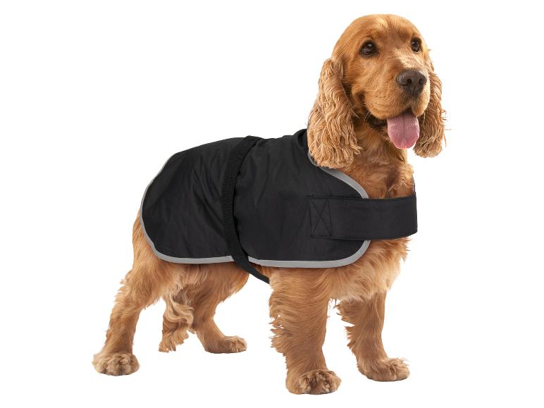 Cocker Spaniel doré portant un manteau noir pour chien