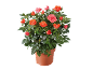 Rosier en pot avec des fleurs oranges et roses
