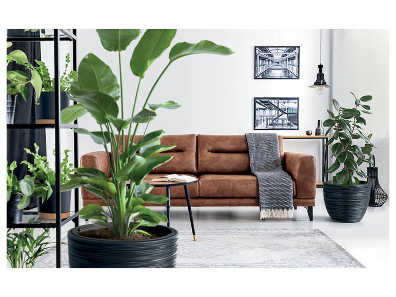Deux plantes dans des pots noirs dans un intérieur moderne avec un canapé brun.