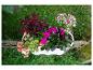 Jardinière blanche avec bégonias roses, impatiens fuchsia et coleus rouge foncé.