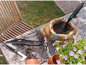 Outils de jardin, y compris une houe Fiskars et un râteau.