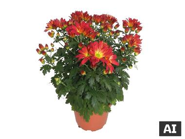 Chrysanthèmes américain 5 boutures