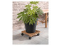 Une plante dans un pot noir sur un support en bois avec des roulettes