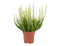 Plante de bruyère à fleurs blanches dans un pot marron sur fond blanc.