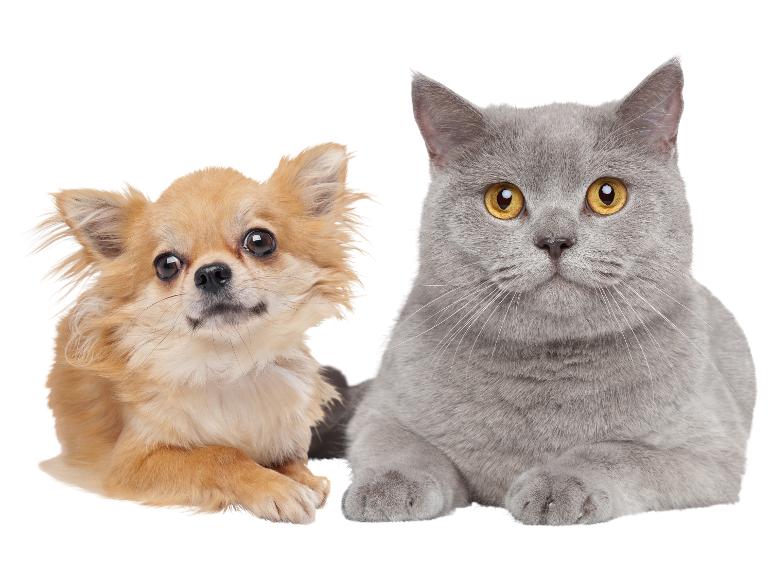 Chien et chat allongés ensemble sur un fond blanc.