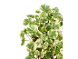 Plante d'intérieur Polyscias fruticosa 'Marginata' avec des feuilles vertes et crème.