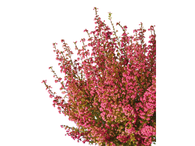 Bruyère Gracilis