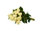 Bouquet de roses blanches avec des tiges vertes et des feuilles, attaché avec un élastique.