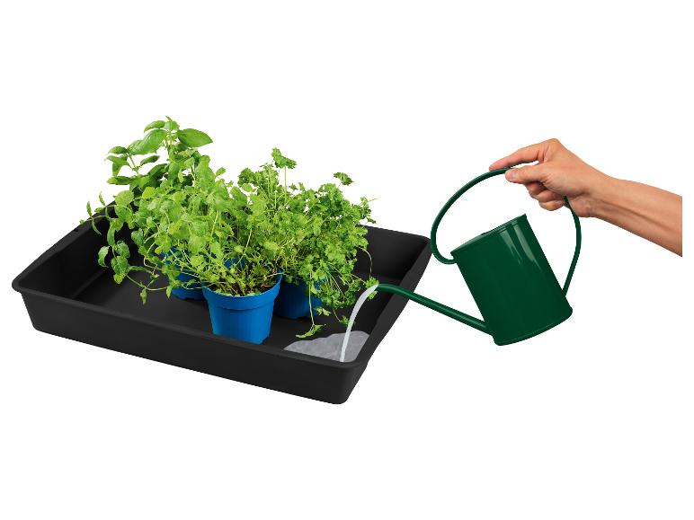 Herbes aromatiques en pots arrosées avec un arrosoir vert.