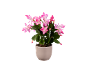 Plante de cactus de Noël fleurie avec des fleurs roses dans un pot beige.
