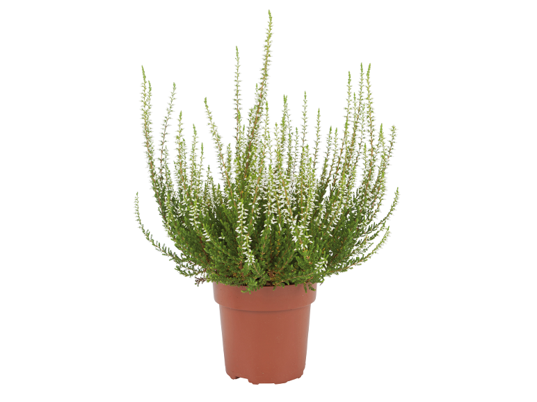 Plante de bruyère blanche dans un pot marron