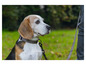 Un beagle en laisse sur une pelouse verte.