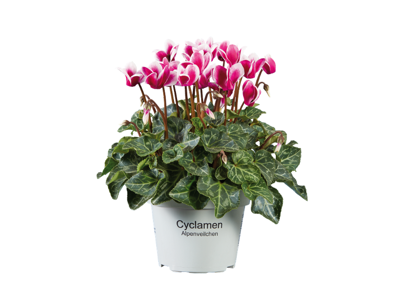 Fleurs de cyclamen roses et blanches avec des feuilles vertes dans un pot blanc, avec le texte 'Cyclamen Alpenveilchen'.