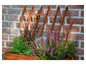 Des plantes de bruyère en fleurs dans une jardinière en bois avec un treillis derrière.