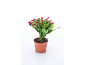 Cactus de Noël en pot avec des bourgeons floraux roses.