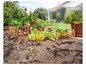 Des salades dans un jardin avec un filet de protection contre les escargots.