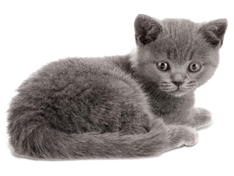 Un adorable chaton gris allongé, regardant vers l'avant.