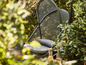 Un fauteuil suspendu gris avec un coussin dans un jardin vert.