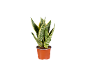 Plante serpent verte et jaune dans un pot en terre cuite