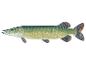 Illustration d'un brochet : poisson d'eau douce.