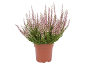Bruyère rose en pot marron