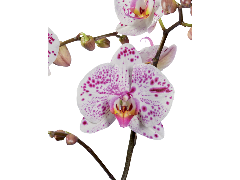Orchidées blanches à taches violettes et bourgeons sur fond noir.