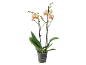 Orchidée Phalaenopsis aux fleurs crème et rayures roses dans un pot transparent.