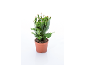 Plante de cactus de Noël en pot marron avec des bourgeons roses