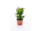 Plante de cactus de Noël en pot marron avec des bourgeons roses sur fond blanc.