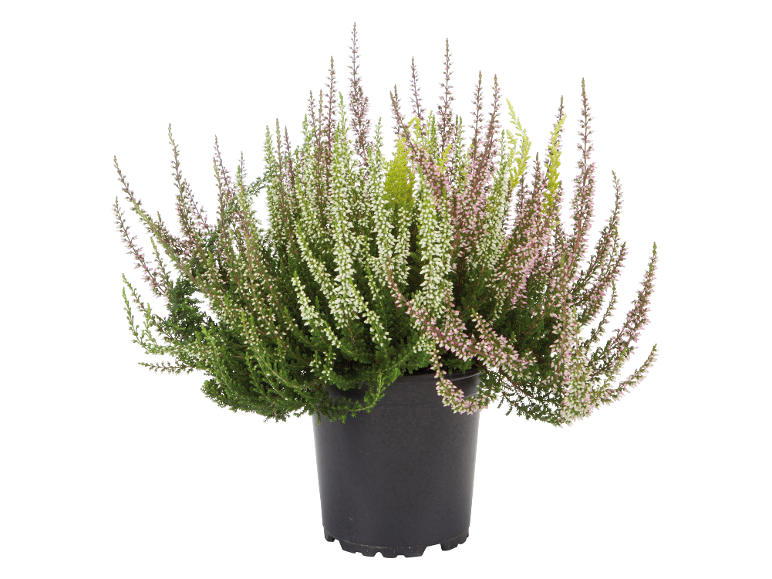 Plante de bruyère en pot noir avec des fleurs blanches et roses