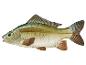 Illustration d'une carpe : poisson d'eau douce.