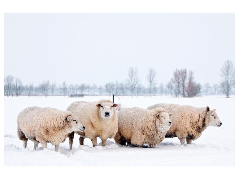 Quatre moutons à la laine épaisse debout dans la neige, avec des arbres en arrière-plan.