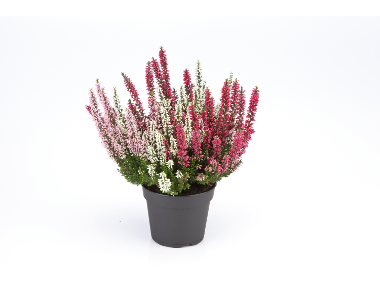 Bruyère calluna 3 couleurs