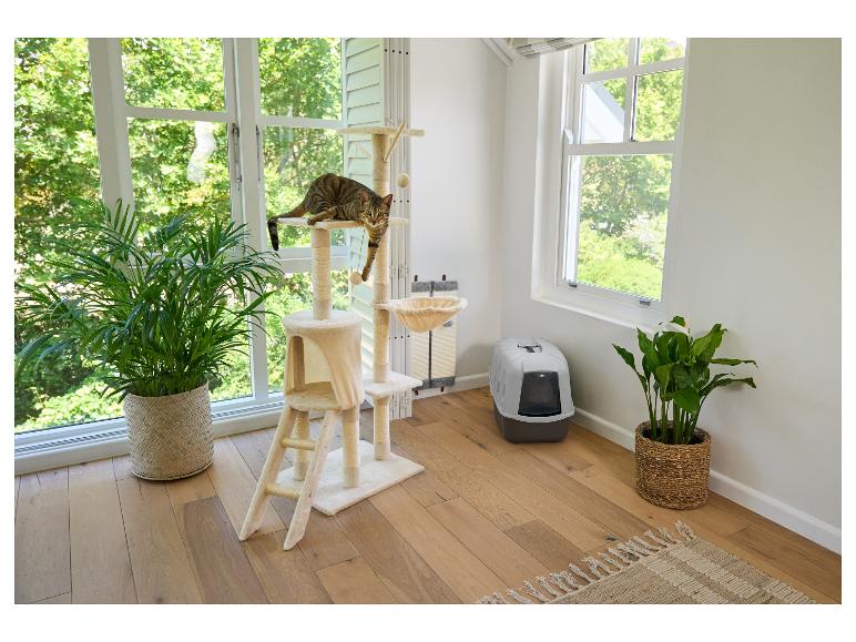 Chat sur un arbre à chat, litière et plantes près de la fenêtre.