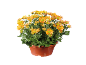 Chrysanthèmes oranges dans un pot marron sur fond noir.