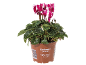 Cyclamen persicum en pot avec fleurs roses et blanches, feuilles vertes et texte.