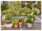 Hydrangeas, tomates cerises et basilic cultivés en pot sur une terrasse.