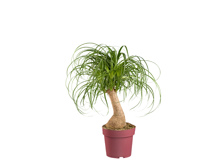Plante verte dans un pot rouge sur fond noir.