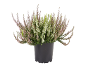 Plante de bruyère avec des fleurs roses et blanches dans un pot noir.