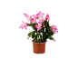 Plante de cactus de Noël en pot avec des fleurs roses.