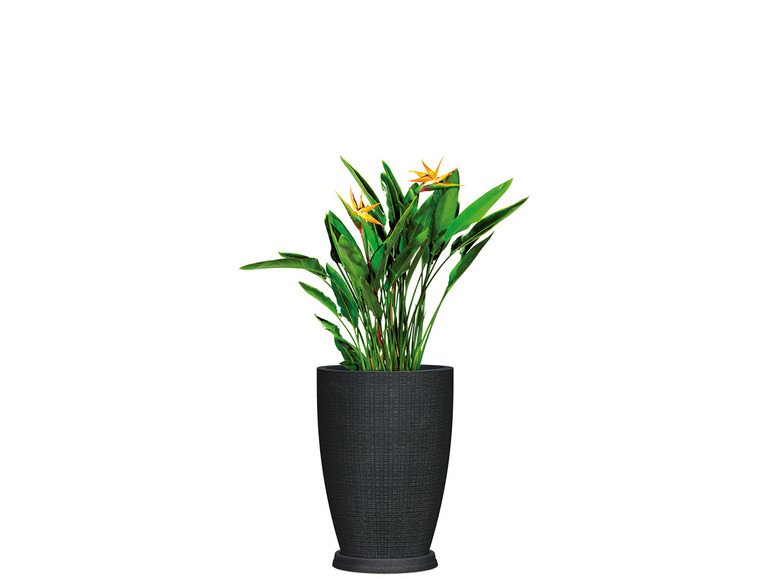 Aller en mode plein écran : Scheurich Haut pot à plantes « Barceo High », plastique - Image 13