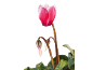 Cyclamen rose avec bourgeons et feuilles vertes