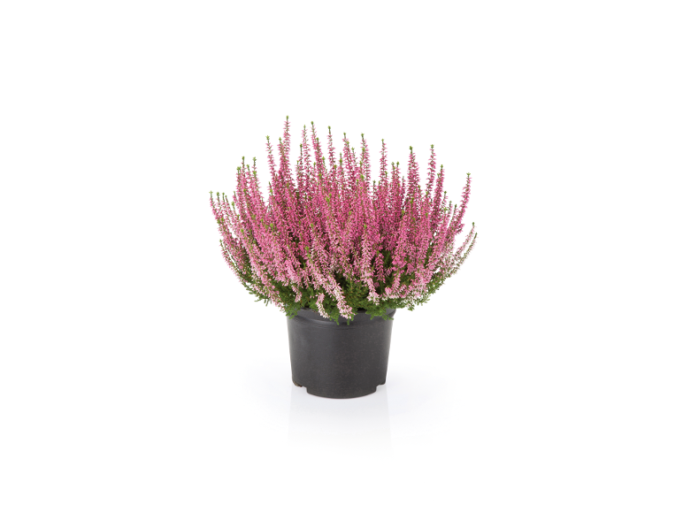 Calluna vulgaris | Lidl