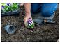 Personne plantant des pensées en terre, avec un plateau de semis et une truelle de jardin.
