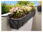 Balconnières avec chrysanthèmes, système d'arrosage intégré.